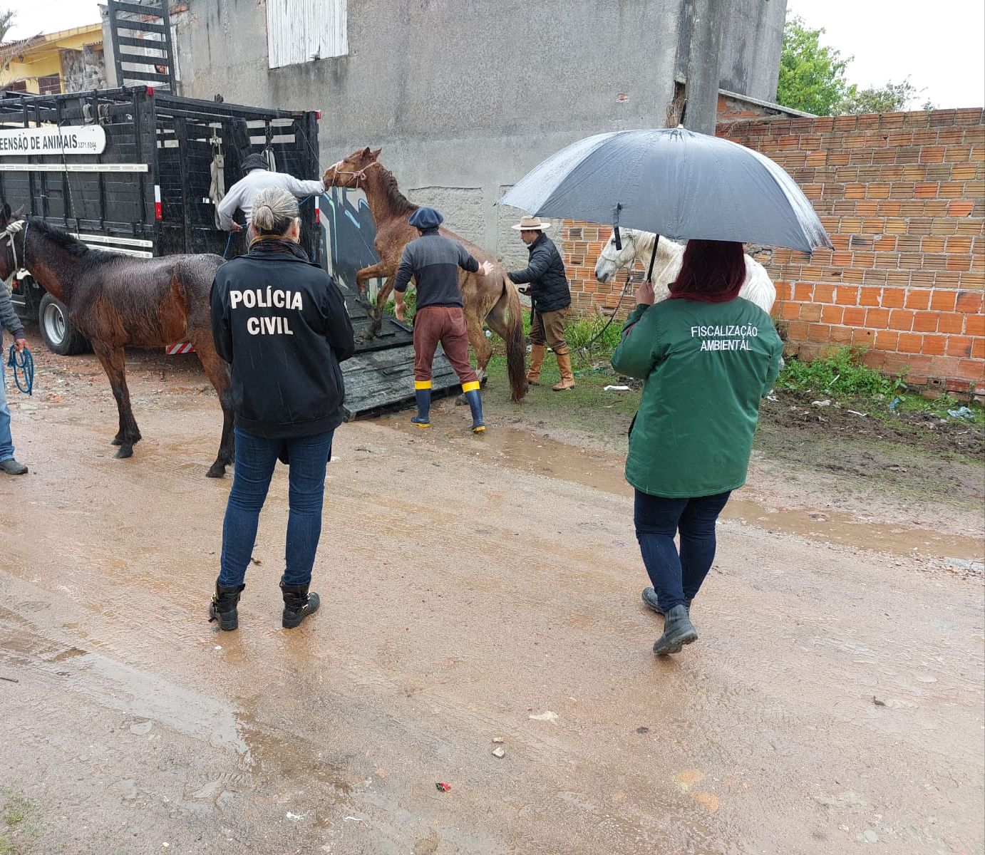 Tutor de três equinos e de um cão maltratados foi conduzido à Delegacia de Pronto Atendimento