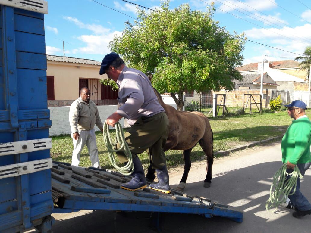 Sete cavalos e uma vaca foram encaminhados à Hospedaria de Grandes Animais, onde ficam por 30 dias