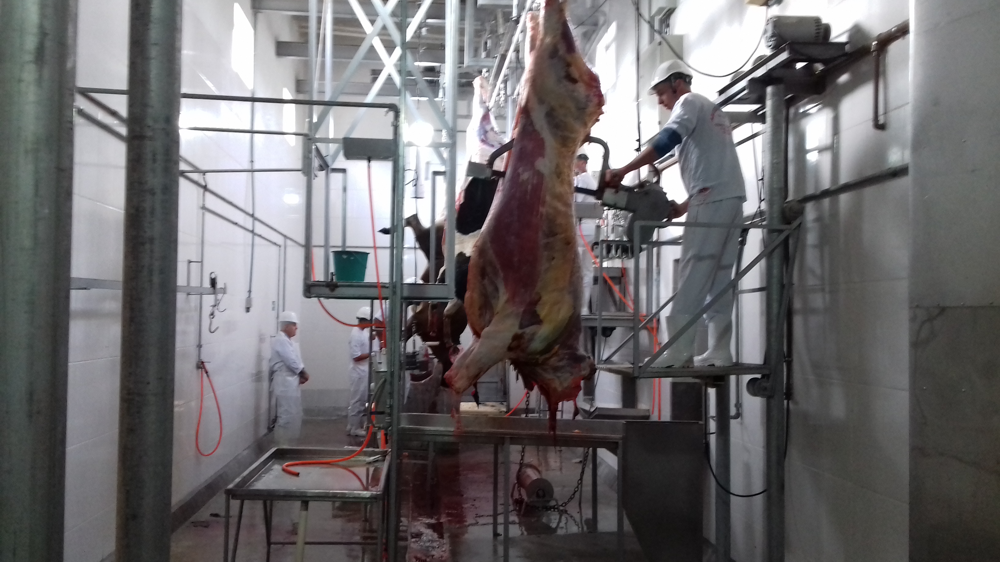 Mais de 21 mil cabeças de bovinos, ovinos e suínos foram abatidas pelos oito estabelecimentos registrados