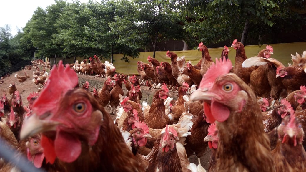 Pelotas quer otimizar o desenvolvimento de aves livres de gaiolas na zona rural