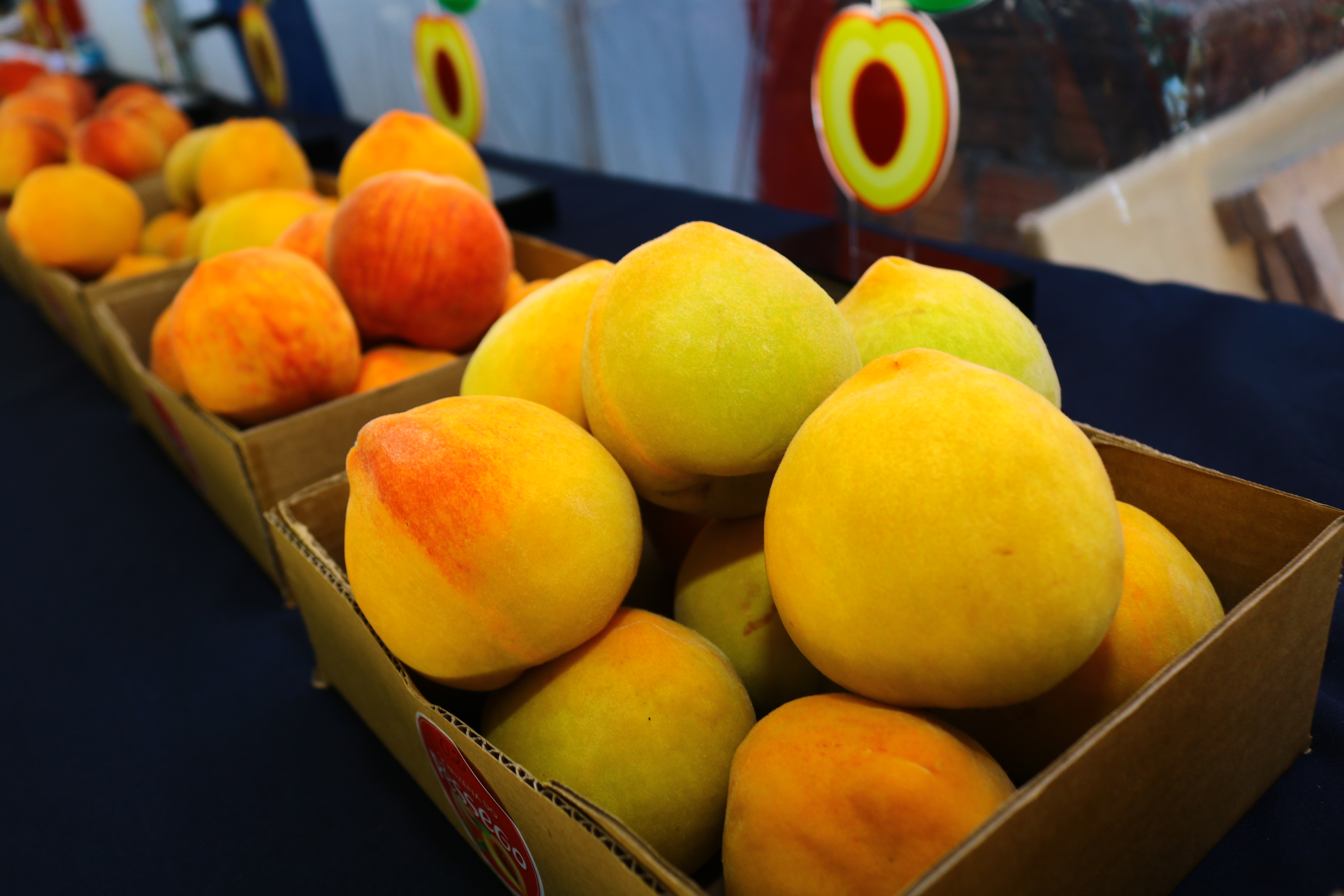 Júri técnico avaliou cinco cultivares e características da fruta. Os pêssegos “Mais doce” e o “Melhor” foram da Colônia Santa Eulália, enquanto o “Maior”, da Colônia Santa Áurea