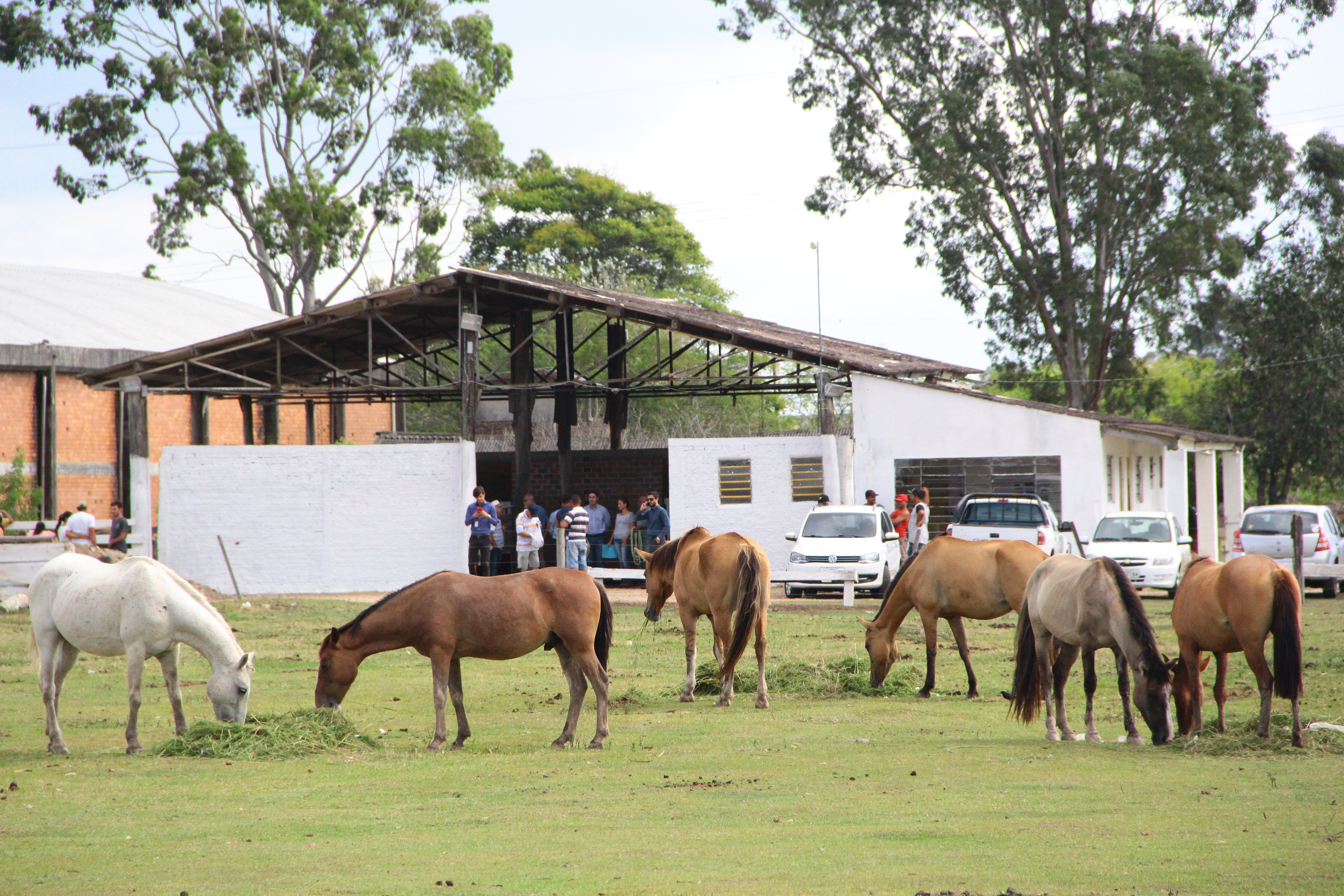 Evento ocorre no dia 17 de janeiro. Quinze cavalos aguardam por um novo lar.