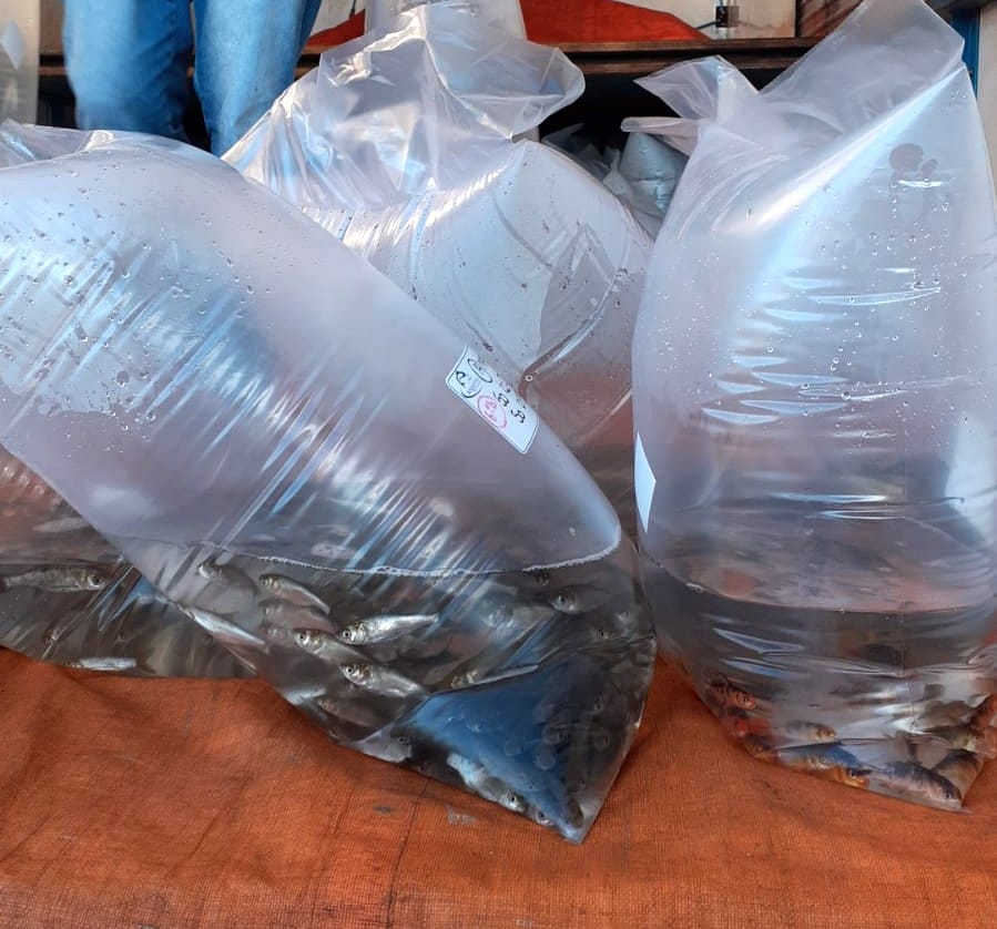Onze mil peixes, em fase embrionária, para criação, chegaram nesta sexta-feira e já foram repassados às administrações distritais para entrega a 80 produtores