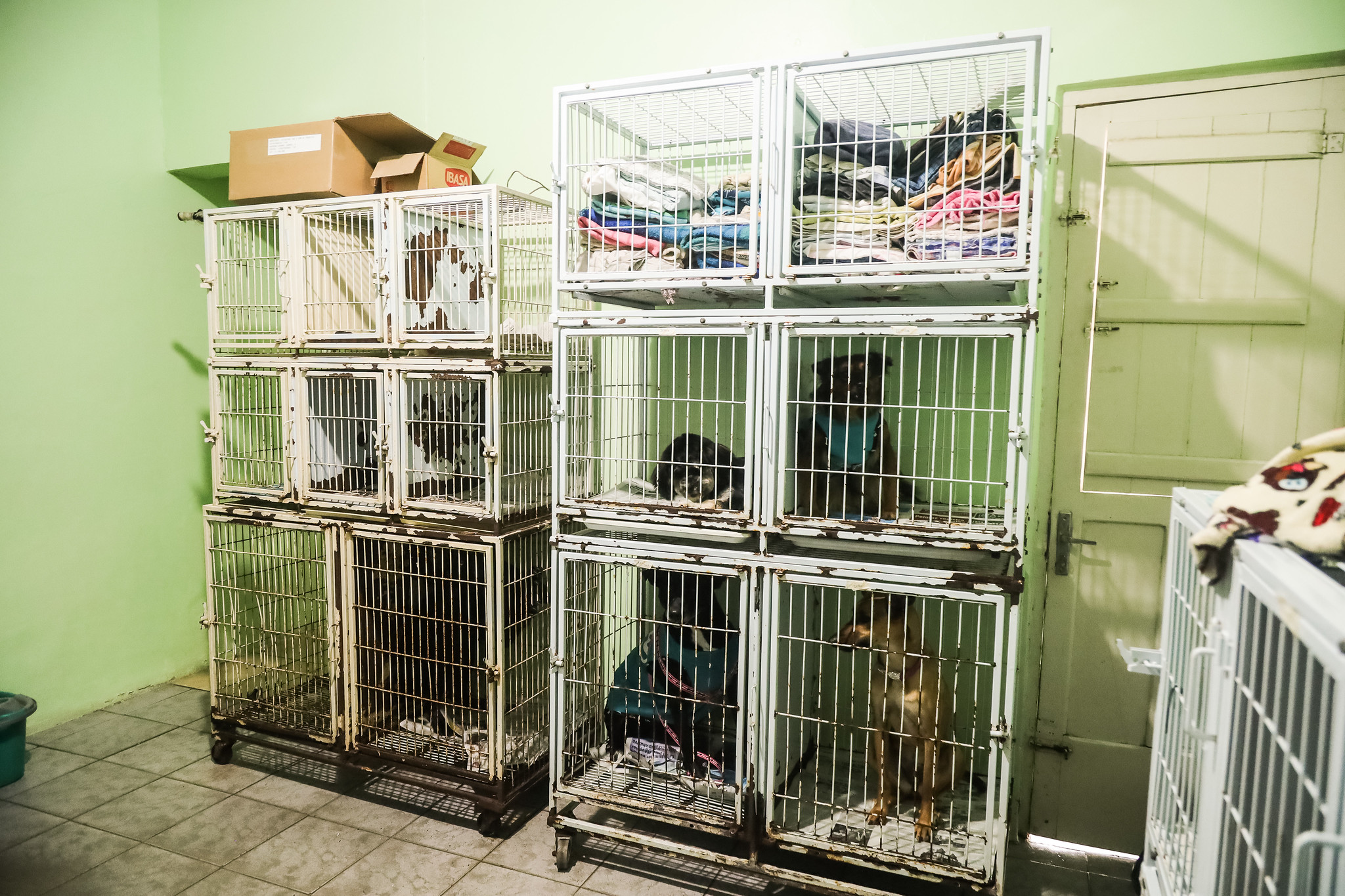 Processo será presencial, na Ouvidoria da Prefeitura. Protetores interessados em castrar animais passarão por uma avaliação, a partir da entrega de documentos, e se aprovado, o cadastro será enviado à ONG SOS Animais