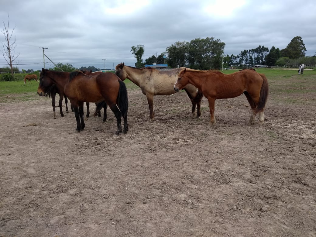 Serão disponibilizados 18 animais em evento que ocorre às 14h30min, na Hospedaria de Grandes Animais