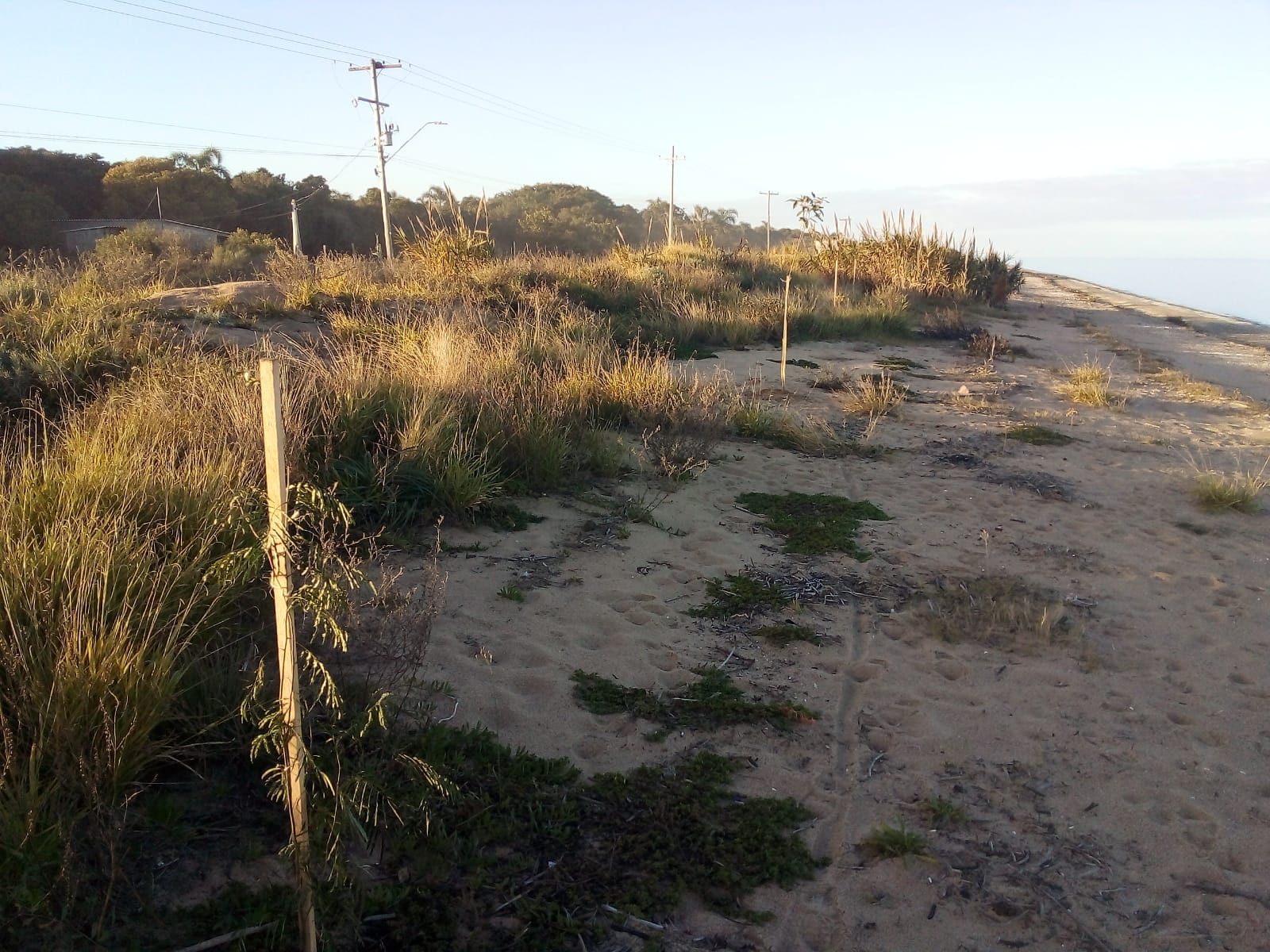 Espécies nativas foram plantadas em trecho da avenida Rubens Machado Souto para fortalecer conexão ecológica e gerar sombra