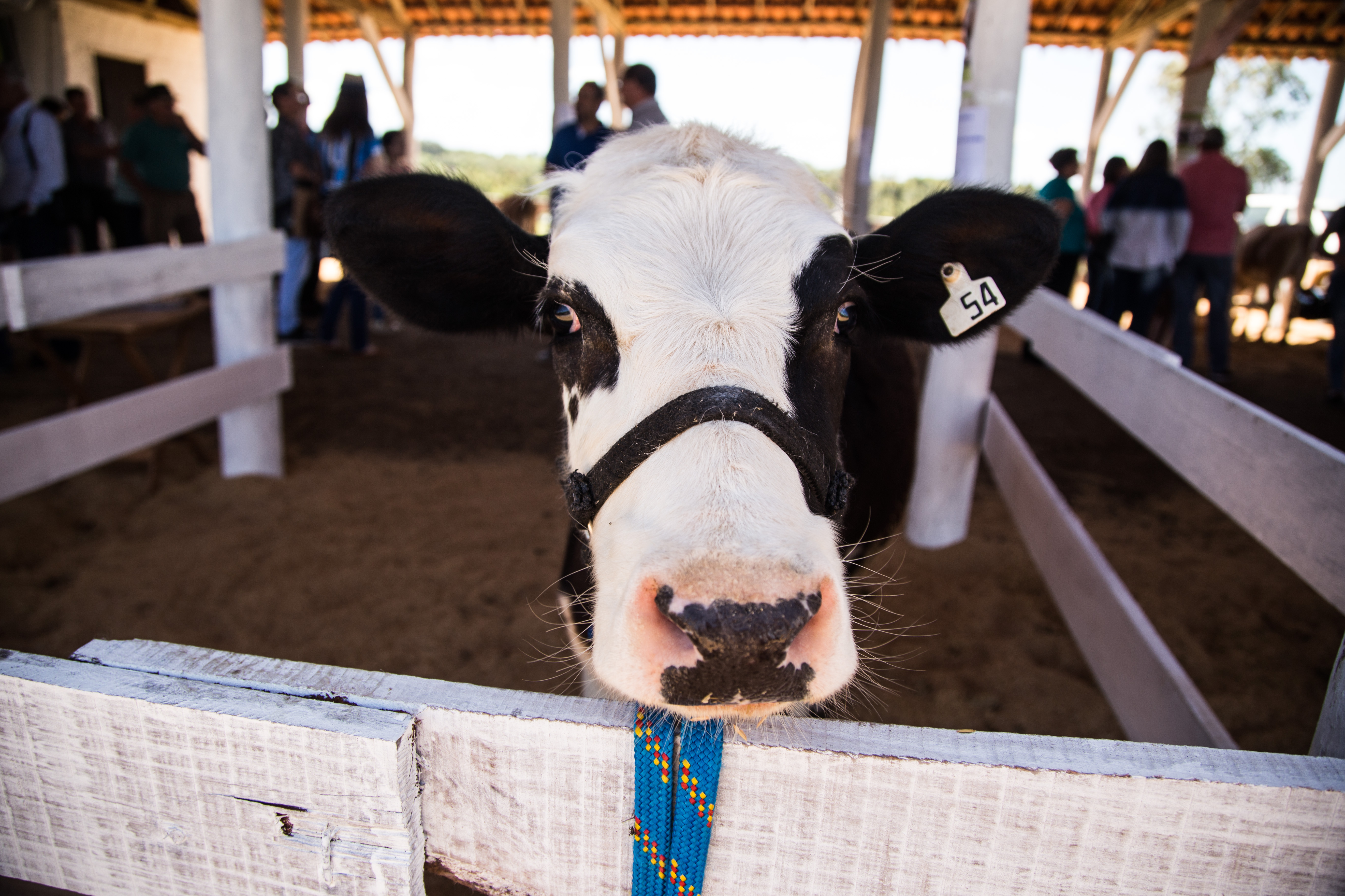 Evento está confirmado para o dia 6 de outubro, no 3º distrito, Cerrito Alegre