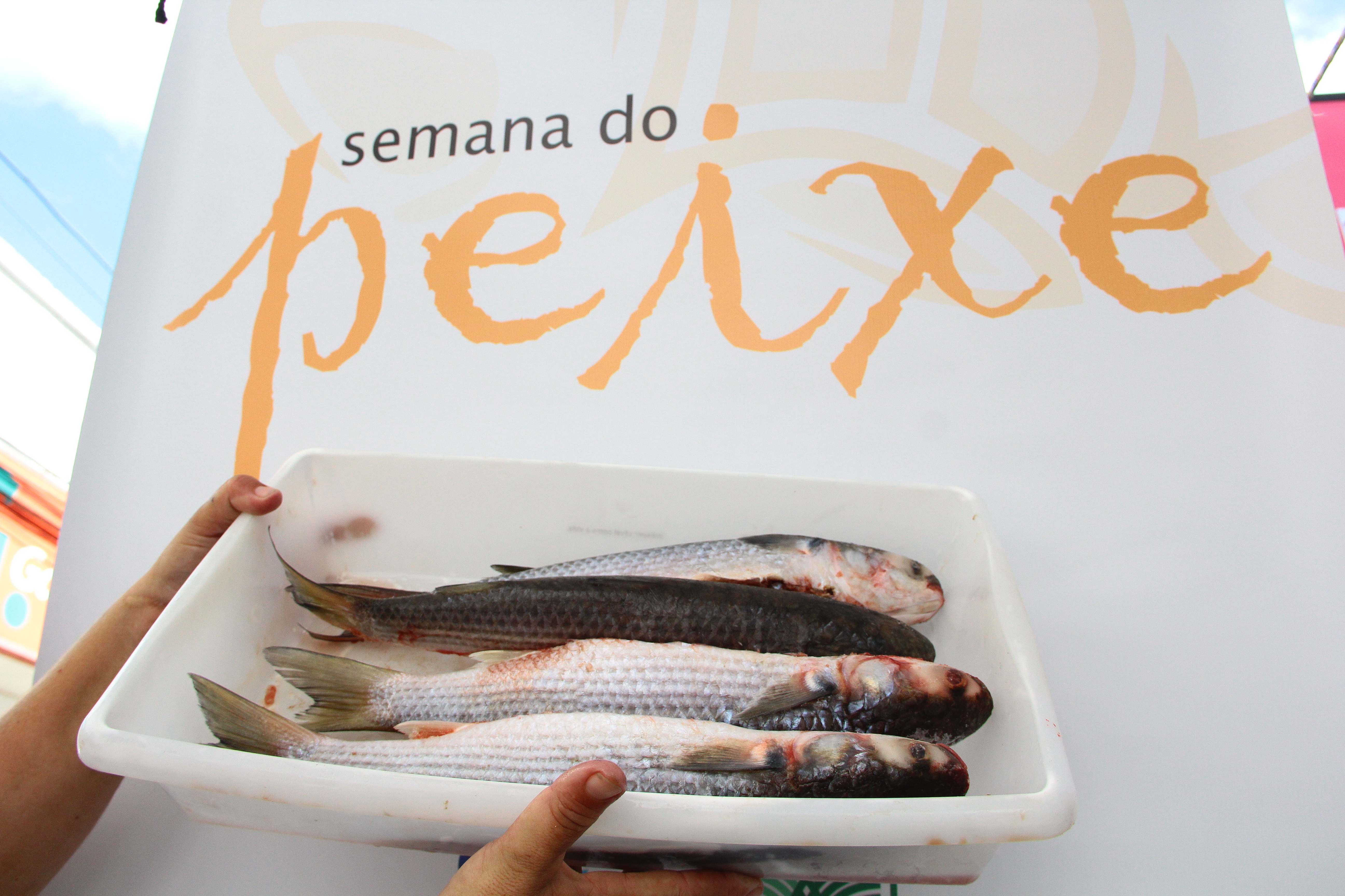 Na semana que vem, bancas no Centro e nos bairros comercializarão o pescado