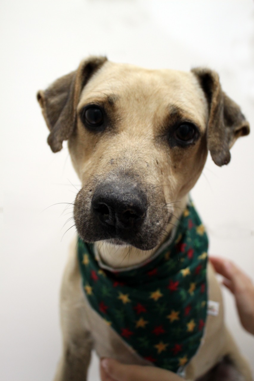 Local também aguarda doações de agasalhos, caminhas e cobertas para proteger os cães do frio intenso