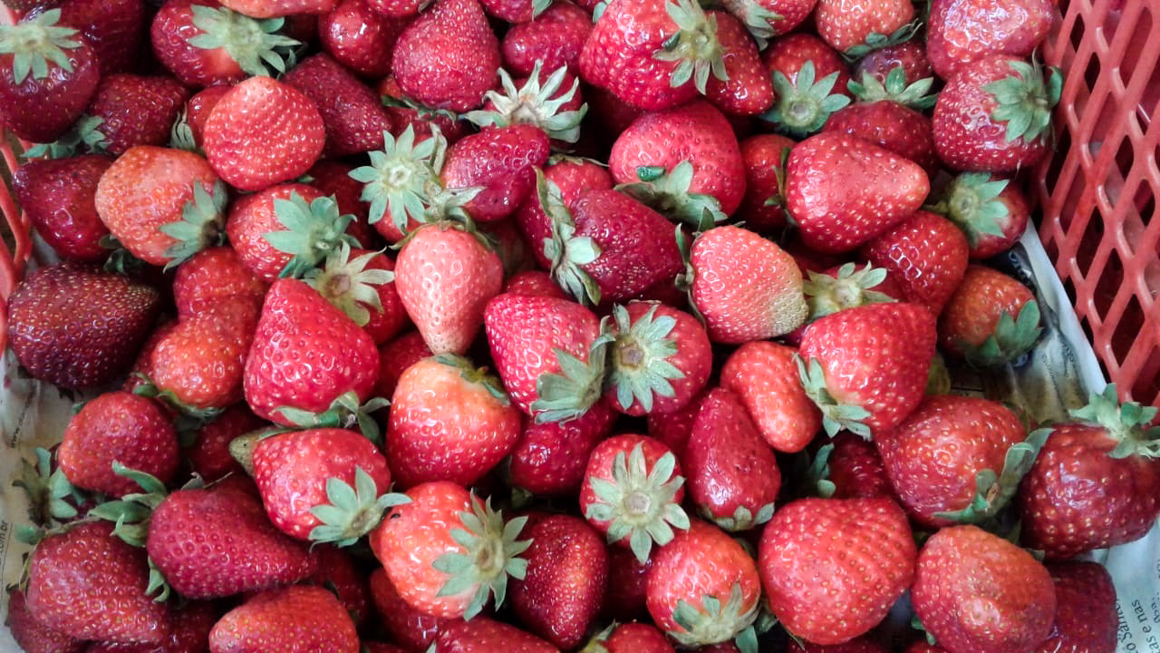 SDR segue apoiando produtores para comercialização da fruta