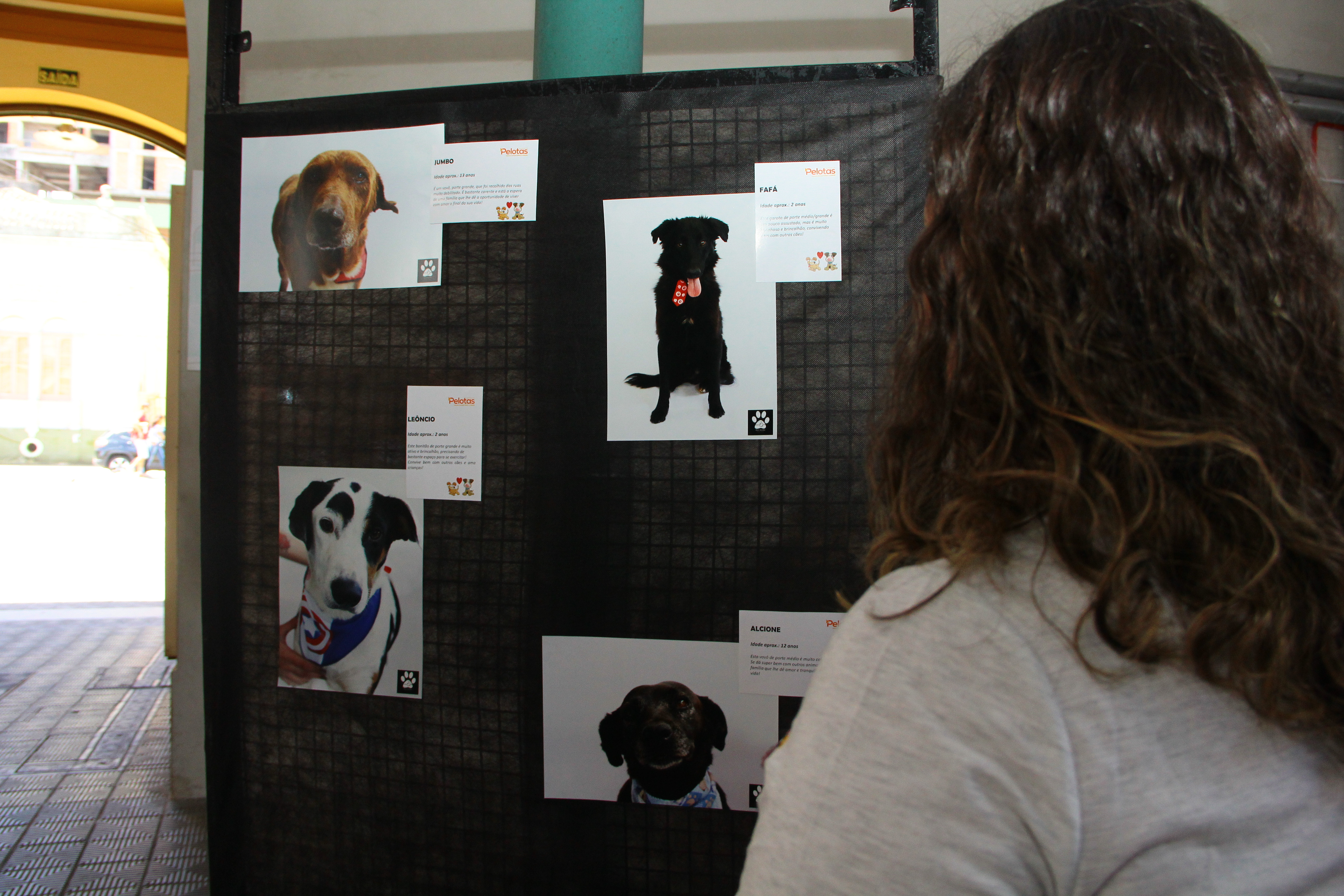Mostra com imagens de 16 animais do Canil Municipal  integra a programação da 1ª Semana da Proteção Animal