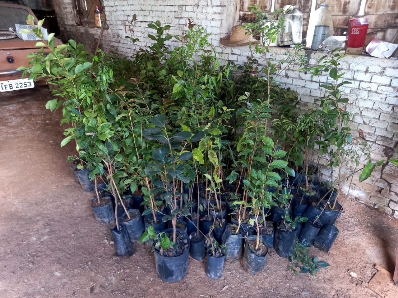Os oito distritos recebem exemplares de frutíferas para repasse a moradores da colônia interessados no plantio