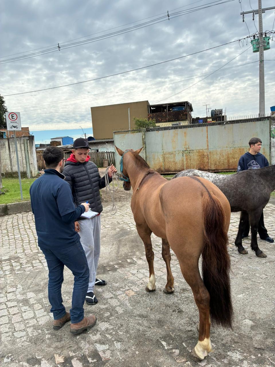 Parceria entre Prefeitura e UFPel atendeu 57 animais em diferentes regiões da cidade