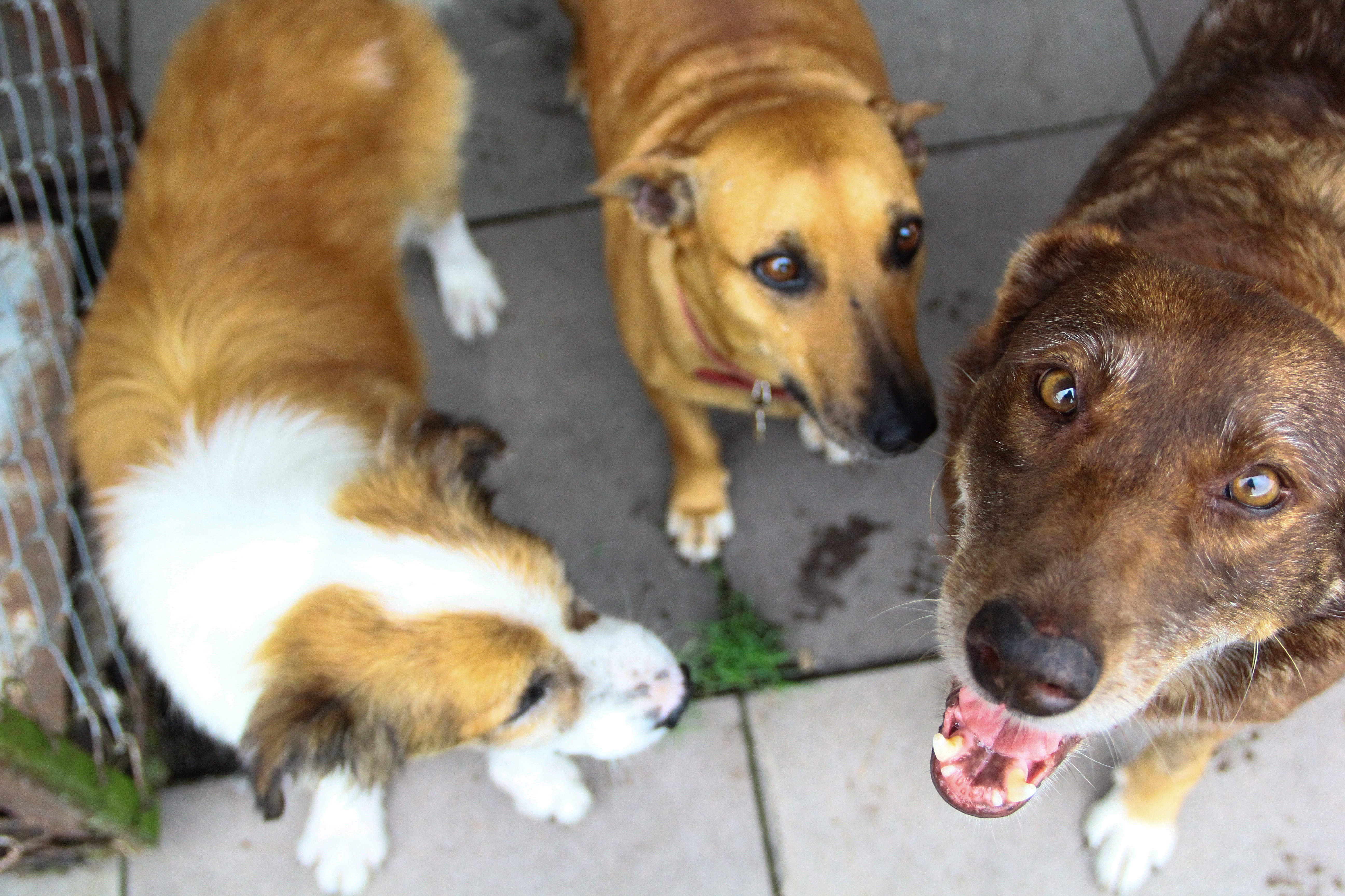 Convênio com a SOS Animais, voltado ao cuidado de cães e gatos, terá aumento gradual até o final do ano