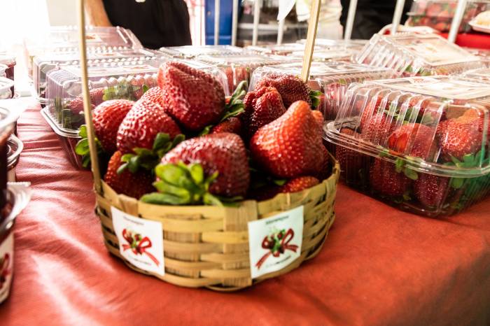 Em 2022, 170 famílias dedicavam-se à produção do morango na zona rural de Pelotas. Neste ano, são 200