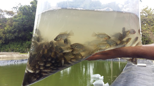 Produtores rurais podem solicitar os peixes até o dia 18 de janeiro