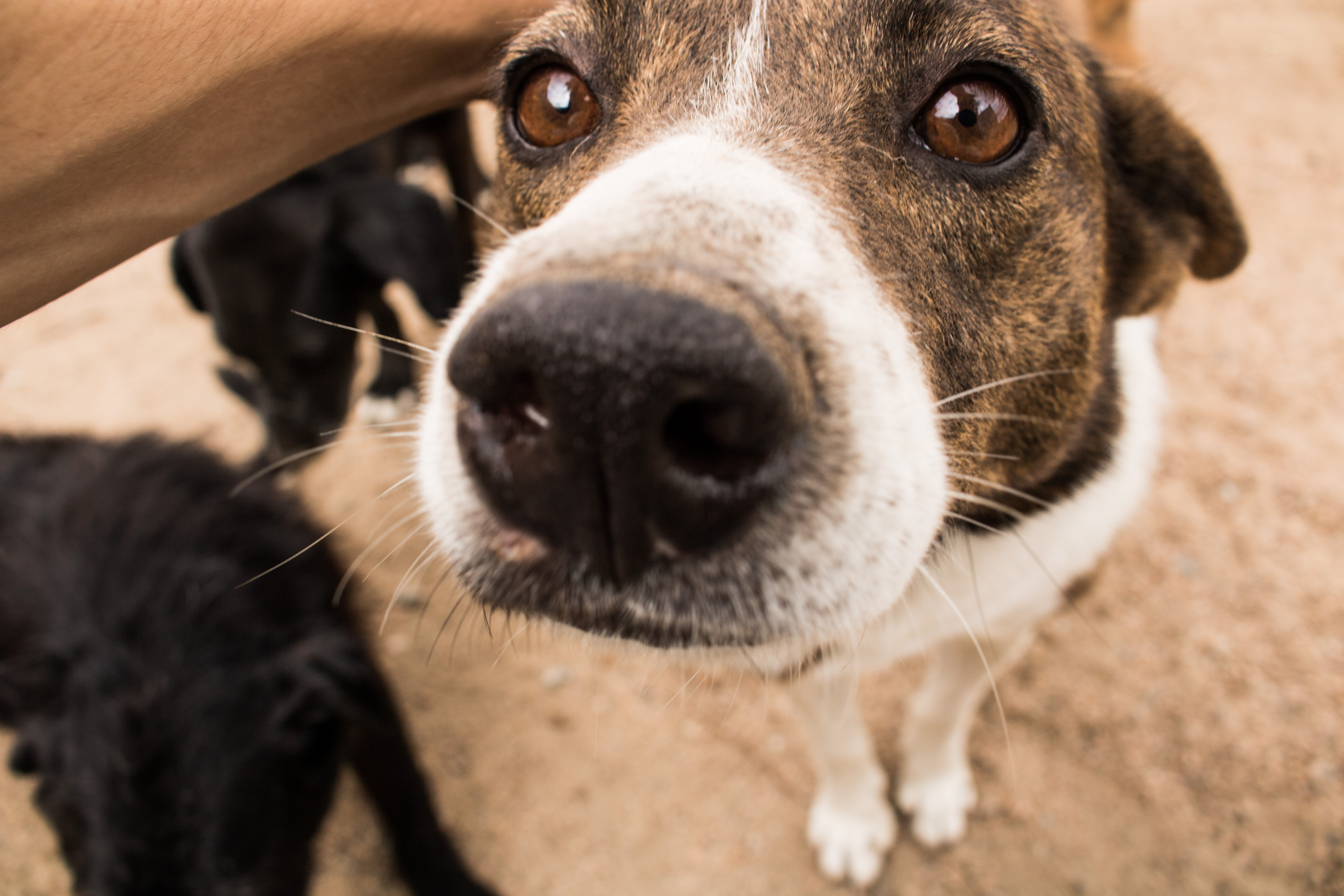 Atividade ocorrerá no próximo domingo (9) e contará com cursos gratuitos, oficina de guarda responsável e cadastro de animais para castração