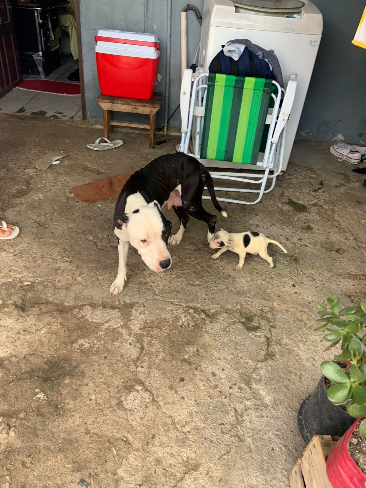 Agentes da Prefeitura em parceria com a Brigada Militar resgatam cinco animais em situação de desnutrição