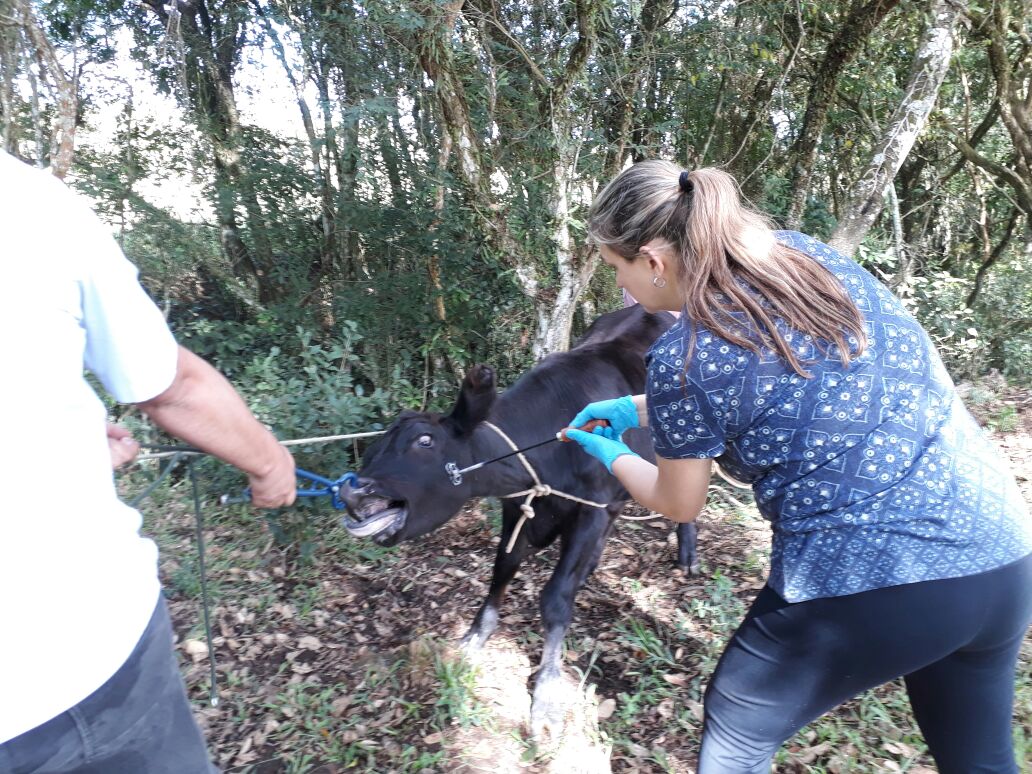 Terneiras de três a oito meses devem ser imunizadas contra brucelose