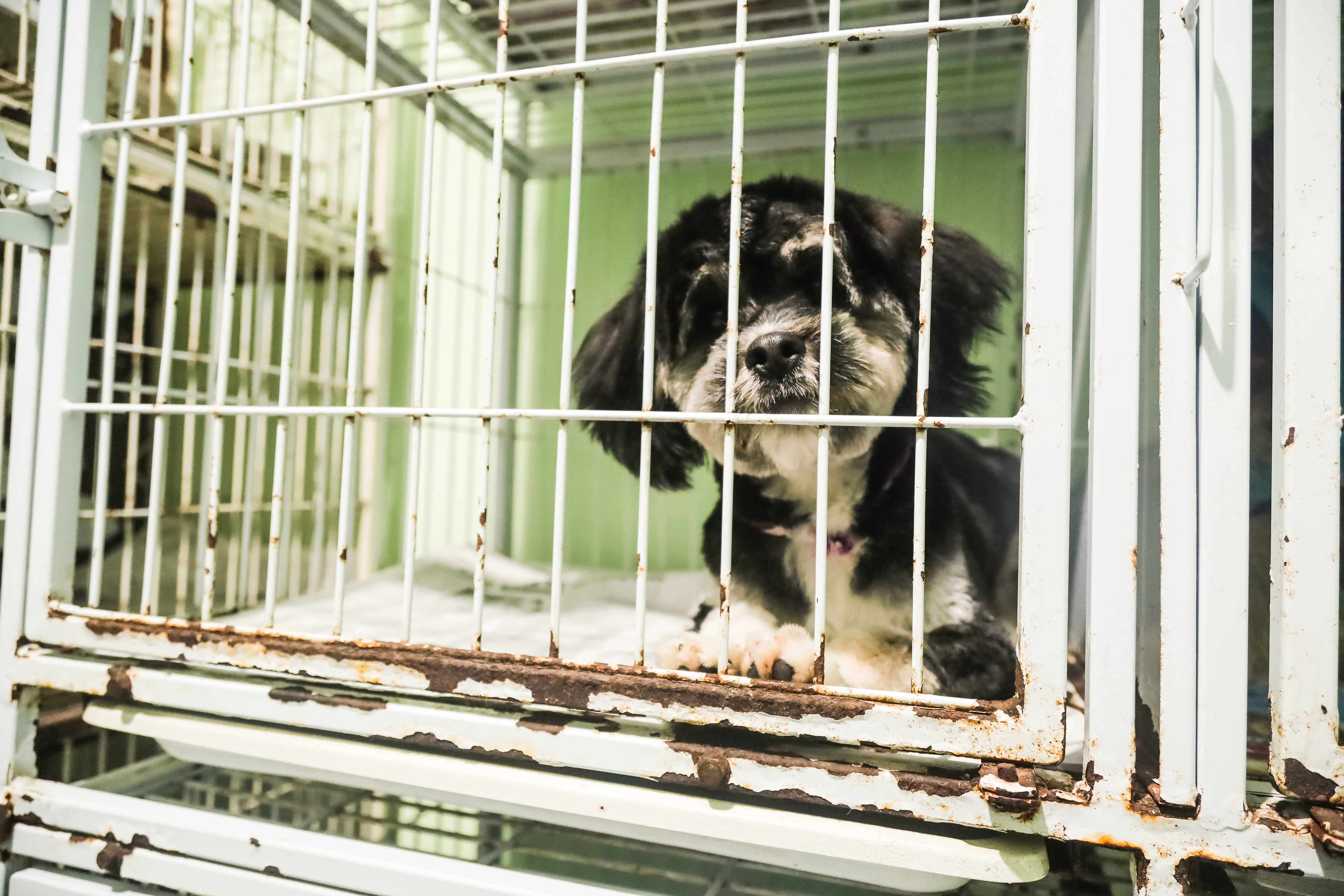 As esterilizações pelo programa de controle populacional de cães e gatos do Município, em convênio com a ONG SOS Animais, são realizadas desde segunda-feira (1º)