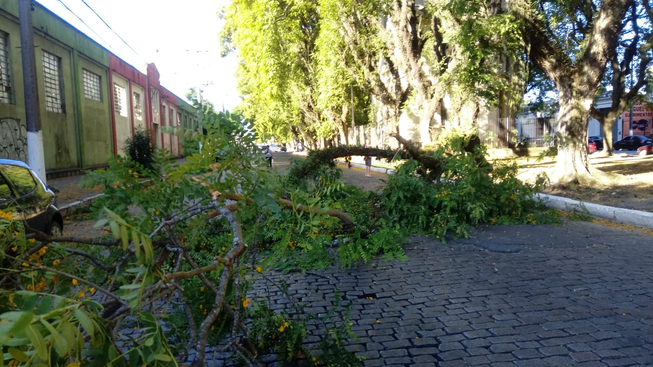 O tráfego de um lado da avenida esteve interrompido, temporariamente, após queda de galho