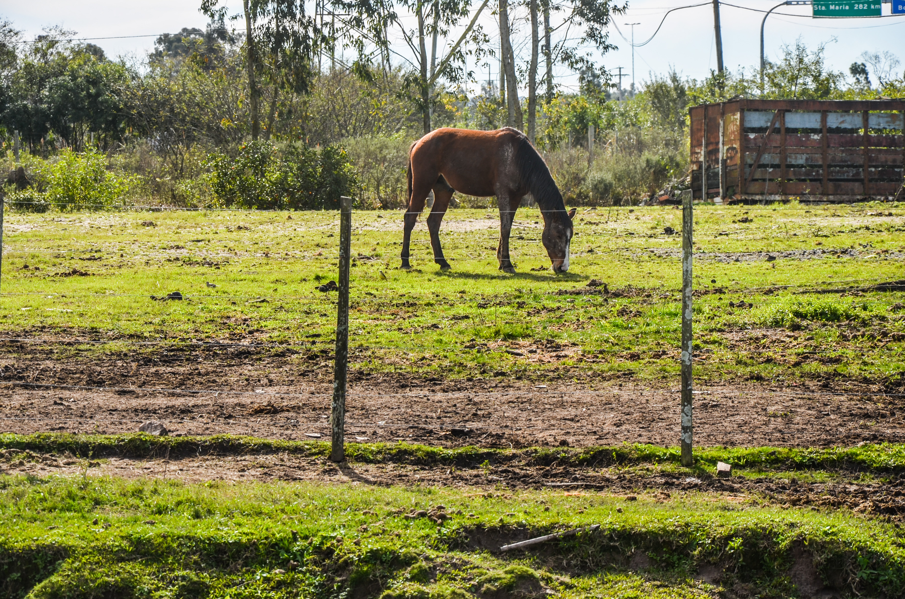 Recursos provenientes do Judiciário foram aplicados na melhoria do serviço que recolhe animais de grande porte das ruas