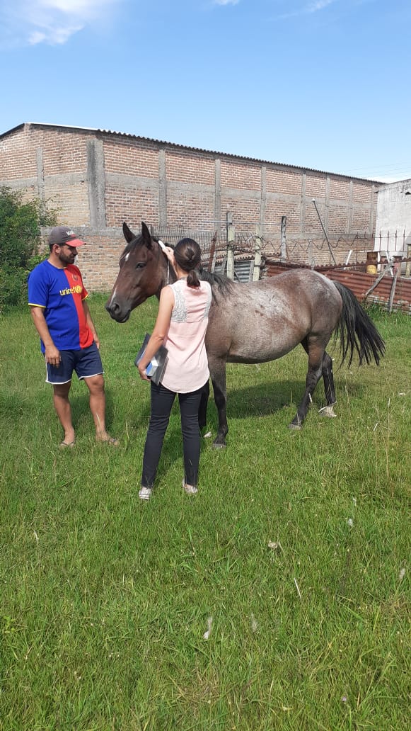 Inspeção tem o objetivo de apurar se as condições que o animal se encontra são adequadas