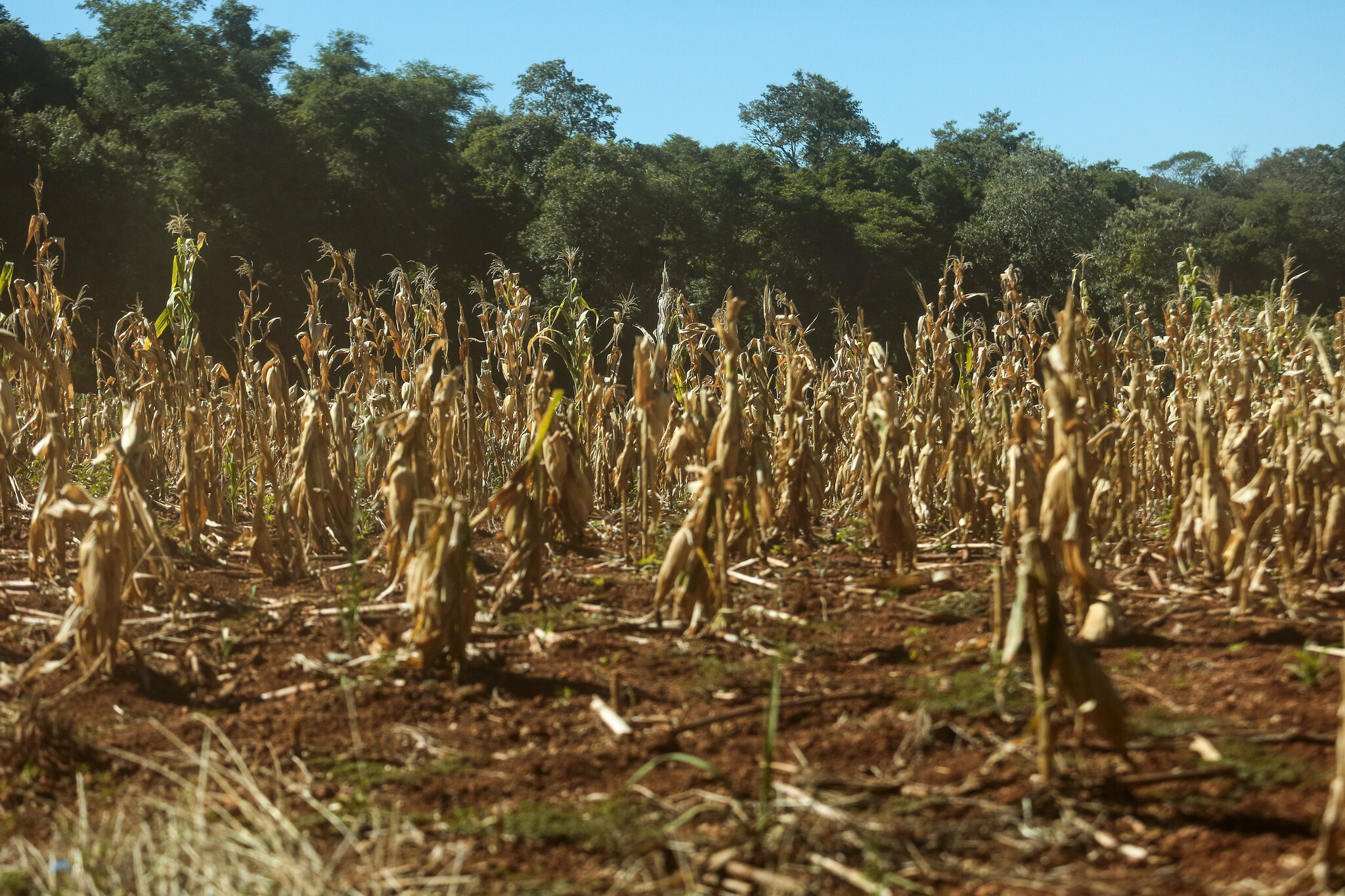 Reconhecimento já foi publicado no Diário Oficial do Estado e agora Município pode buscar ajuda estadual para tentar minimizar impactos da seca.